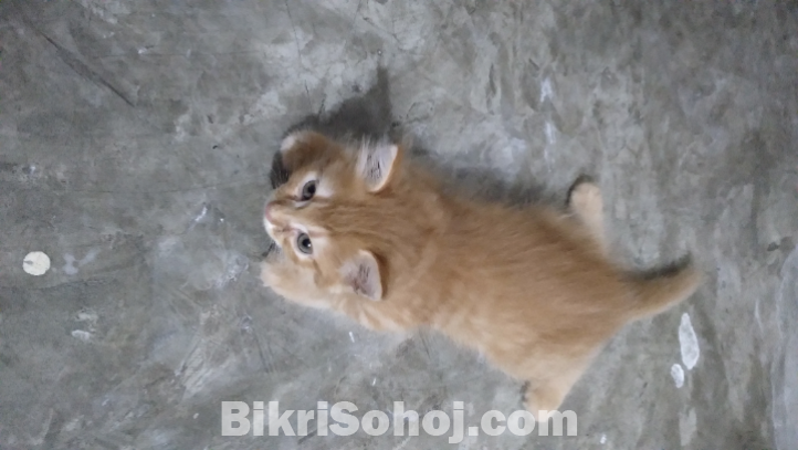 High quality mix breed parsian female kitten